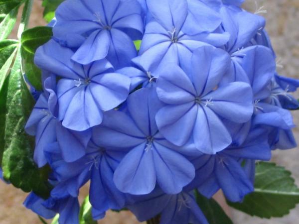 Postales con Flores Azules para descargar