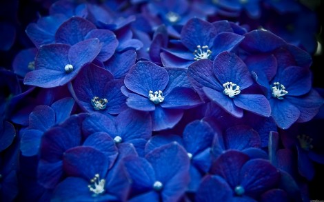 Flores-Azules_Blue-Flowers_01