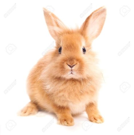Conejo-aislado-en-un-fondo-blanco-Foto-de-archivo