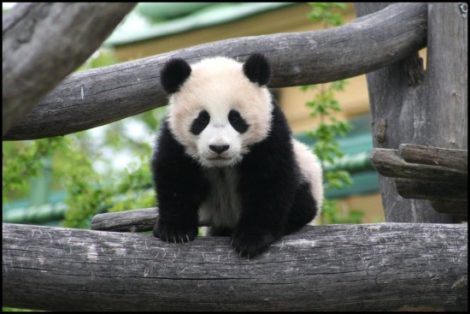 panda-bebes-2