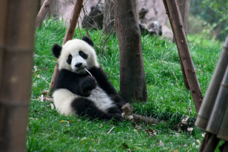pandaChina-Chengdu-Centro-Osos-Panda-Cria