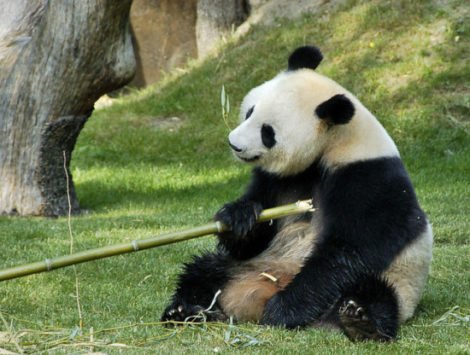 pandaart1raulA-oso-panda