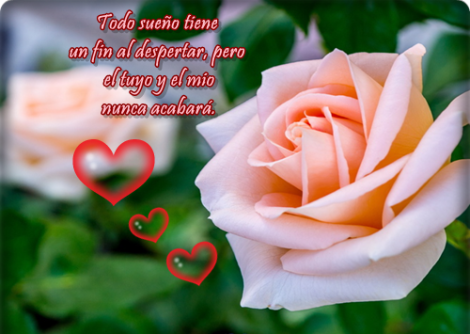 flores-de-rosas-bonitas-con-frases-de-amor-para-facebook1