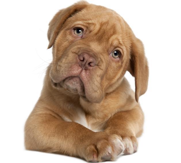 Por-qué-los-perros-mueven-la-cola